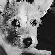 Aries joined the competition — help win amazing prizes! dog, close_up, black_and_white, ears, fur, pet, animal, face, portrait, whiskers, snout, cute, curious, small_dog, indoor, texture, eyes, canine, resting, soft_lighting
