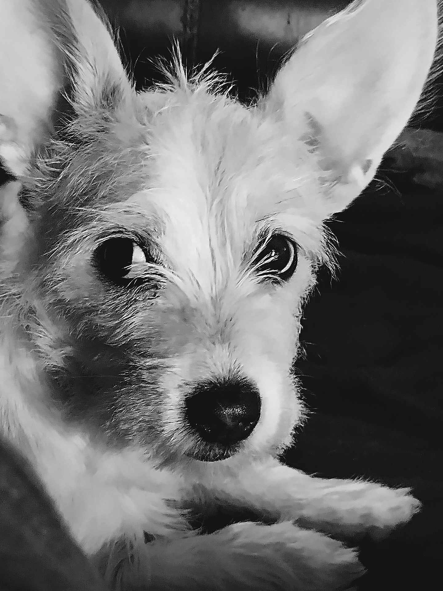 Aries joined the competition — help win amazing prizes! dog, close_up, black_and_white, ears, fur, pet, animal, face, portrait, whiskers, snout, cute, curious, small_dog, indoor, texture, eyes, canine, resting, soft_lighting