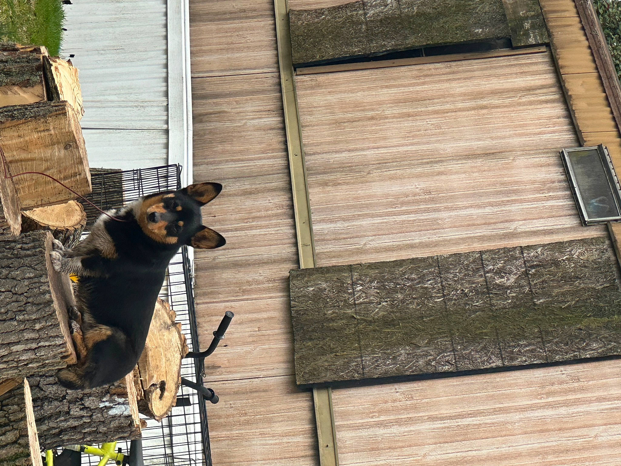 Alex is registered to the contest to win money with this photo: art, brick, brickwork, building, dog, facade, flooring, hardwood, house, lumber, metal, roof, sash_window, sculpture, shadow, siding, street, street_light, window, wood