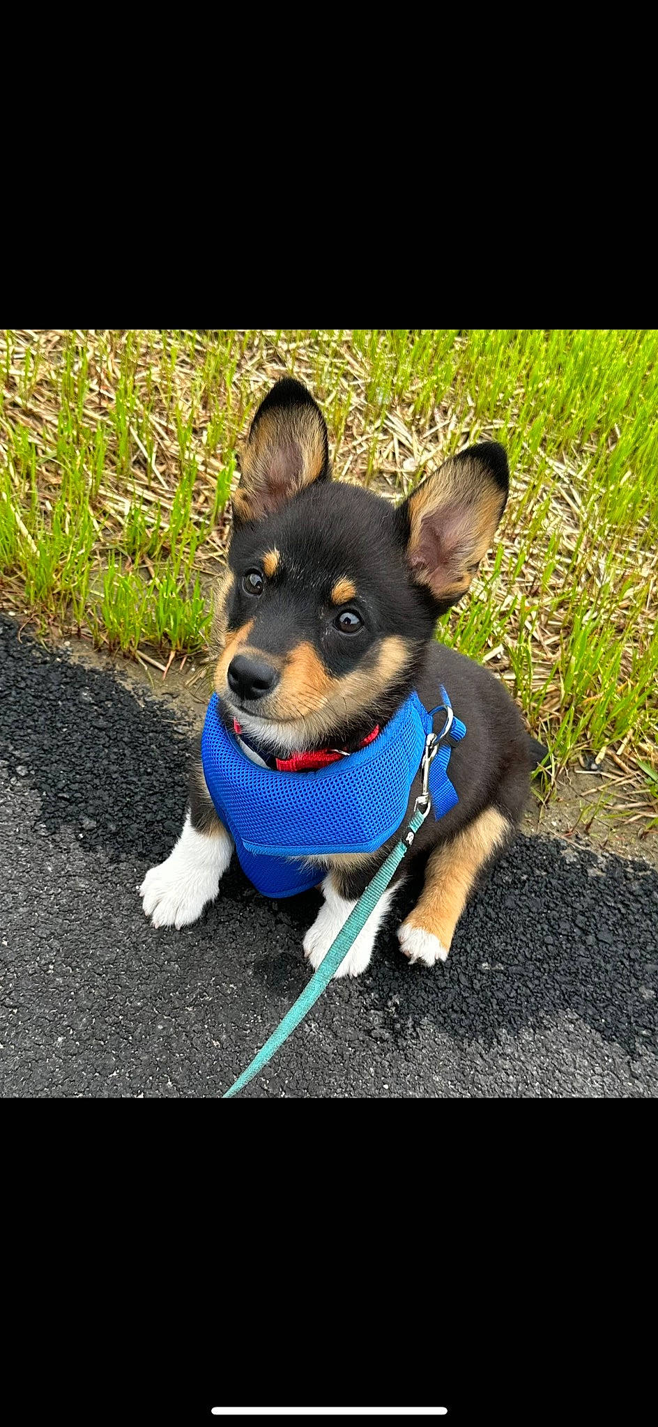 Alex joined the competition — help win amazing prizes! adventure, canidae, carnivore, collar, companion_dog, dog, dog_breed, dog_clothes, dog_collar, dog_supply, electric_blue, fashion_accessory, grass, leash, plant, snout, sporting_group, tail, toy_dog, working_dog