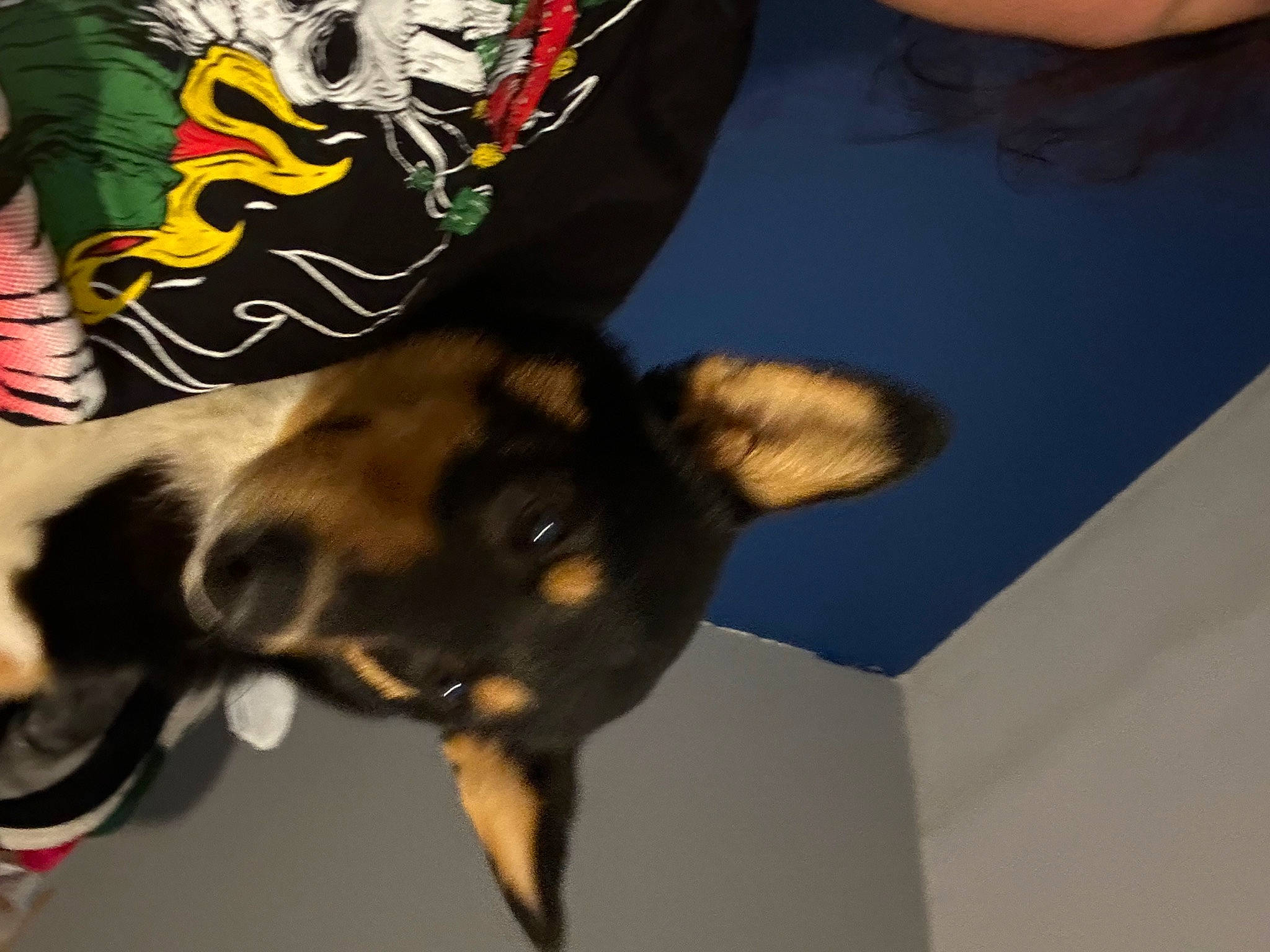 Alex is registered to the contest to win money with this photo: canidae, carnivore, companion_dog, dog, dog_breed, ear, elbow, fawn, fur, german_shepherd_dog, gesture, guard_dog, paw, personal_protective_equipment, sleeve, sporting_group, t_shirt, tail, working_animal, working_dog