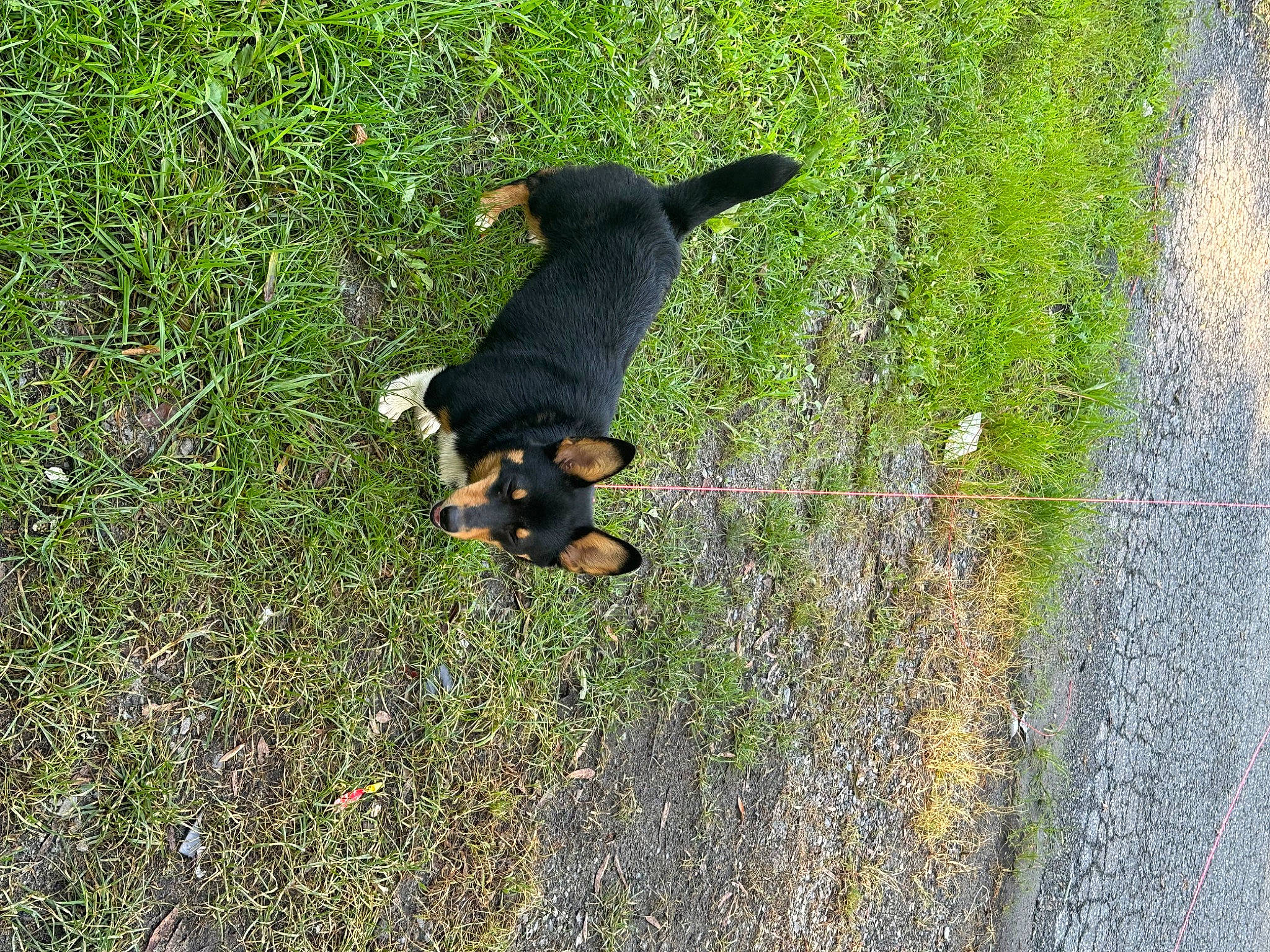 Alex joined the competition — help win amazing prizes! asphalt, canidae, carnivore, companion_dog, dog, dog_breed, grass, grass_family, groundcover, guard_dog, people_in_nature, plant, road_surface, shadow, shrub, sporting_group, tail, water, working_animal, working_dog