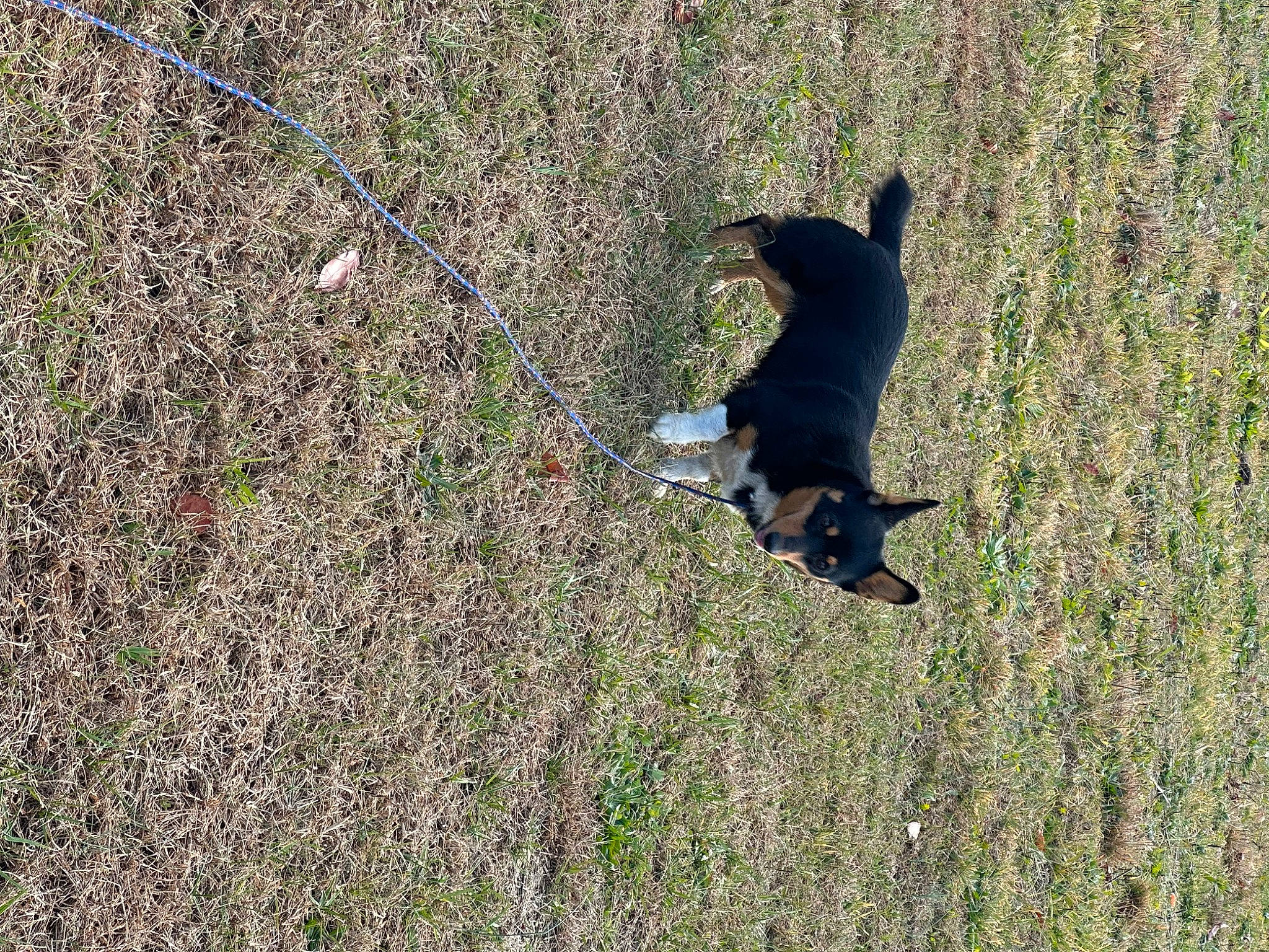 Alex joined the competition — help win amazing prizes! canidae, carnivore, companion_dog, dog, dog_breed, grass, grass_family, grassland, groundcover, guard_dog, pasture, people_in_nature, plant, shadow, soil, sporting_group, tail, tints_and_shades, tree, working_animal