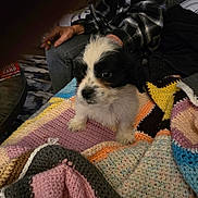 Milo joined the competition — help win amazing prizes! puppy, dog, blanket, crochet, indoor, person, hand, plaid_shirt, gray_pants, table, floor, carpet, cozy, cute, pet, fur, black_and_white, sitting, home, warm