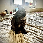 Lucifette participe au concours pour gagner de l'argent avec cette photo : animal, bed, bedroom, blanket, canine, cat, couch, cushion, dog, dormroom, furniture, homedecor, indoors, interiordesign, kitten, pet, puppy, quilt, room, toy