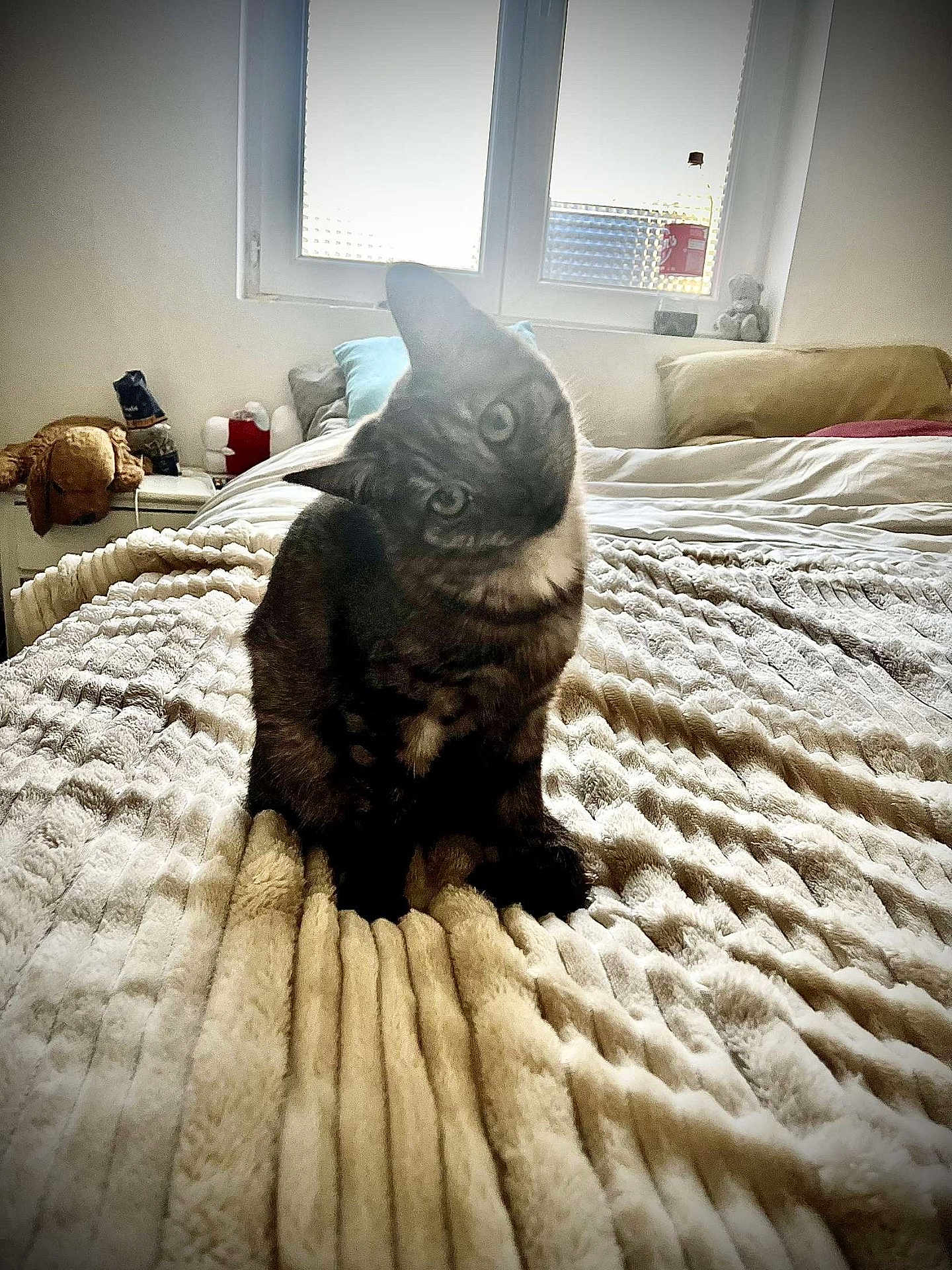 Lucifette participe au concours pour gagner de l'argent avec cette photo : animal, bed, bedroom, blanket, canine, cat, couch, cushion, dog, dormroom, furniture, homedecor, indoors, interiordesign, kitten, pet, puppy, quilt, room, toy