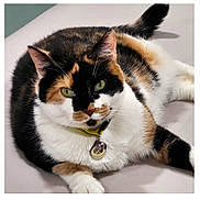 Maxine is registered to the contest to win money with this photo: animal, calico_cat, cat, close_up, collar, cute, domestic_cat, feline, fur, green_eyes, indoor, lying_down, mammal, pendant, pet, portrait, relaxed, soft_background, whiskers, yellow_collar