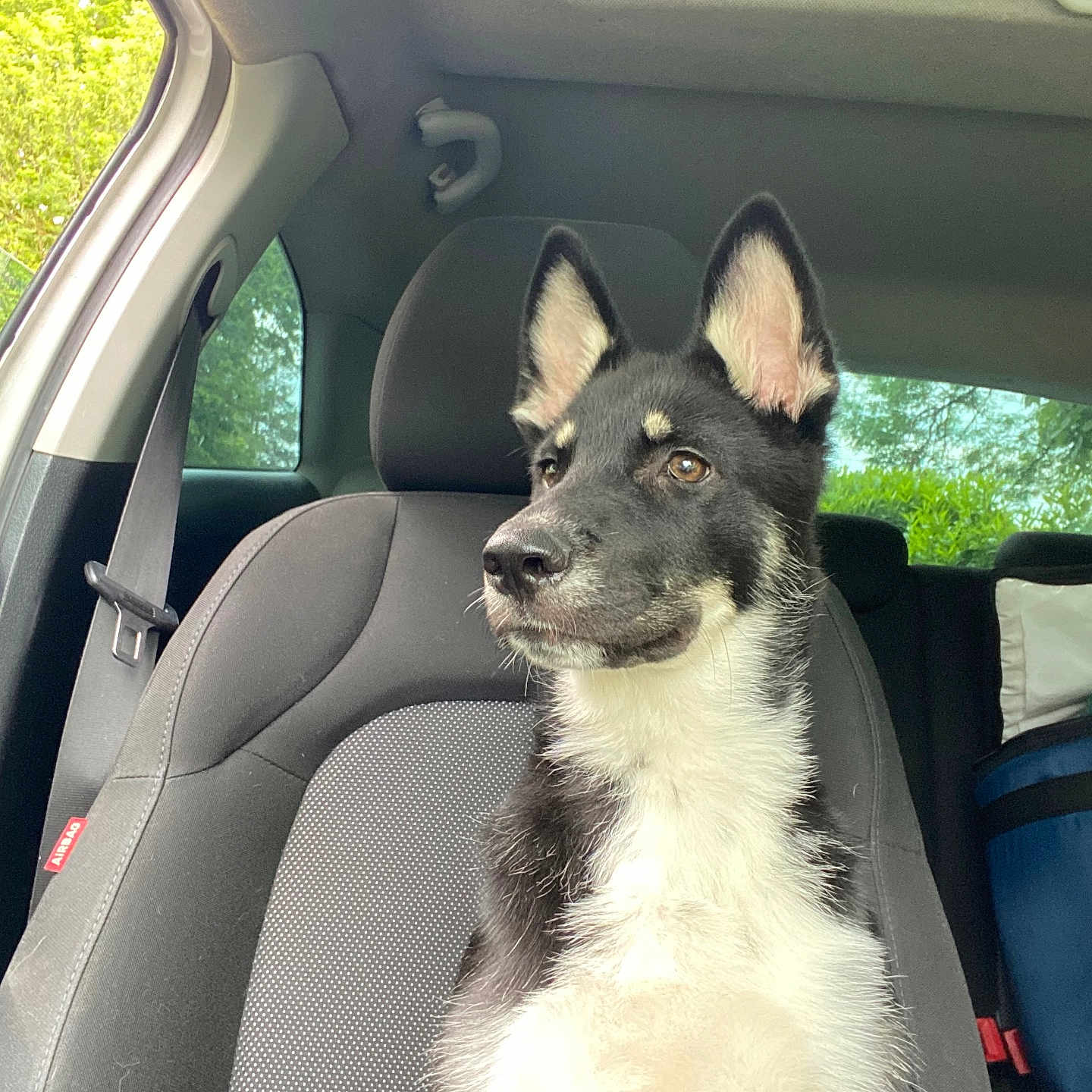 Urkane a rejoint le concours — aidez-le/la à gagner de superbes lots ! alert, black_and_white, calm, canine, car_interior, daylight, dog, domestic_animal, ears_up, fur, headrest, looking_away, nature_outside, pet, seat, seatbelt, side_view, sunroof, vehicle, window