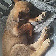 Yumi a rejoint le concours — aidez-le/la à gagner de superbes lots ! animal, black_floor, blanket, brown_fur, cozy, cute, dog, floor, fur, indoor, napping, paw, pet, puppy, relaxing, resting, sleeping, tail, wooden_chair, young_dog