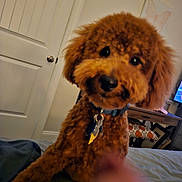 Rusty is registered to the contest to win money with this photo: dog, brown_dog, pet, indoor, bed, blanket, collar, keys, furniture, door, chair, cushion, television, room, wall_art, home, curious, blurry, finger, closeup