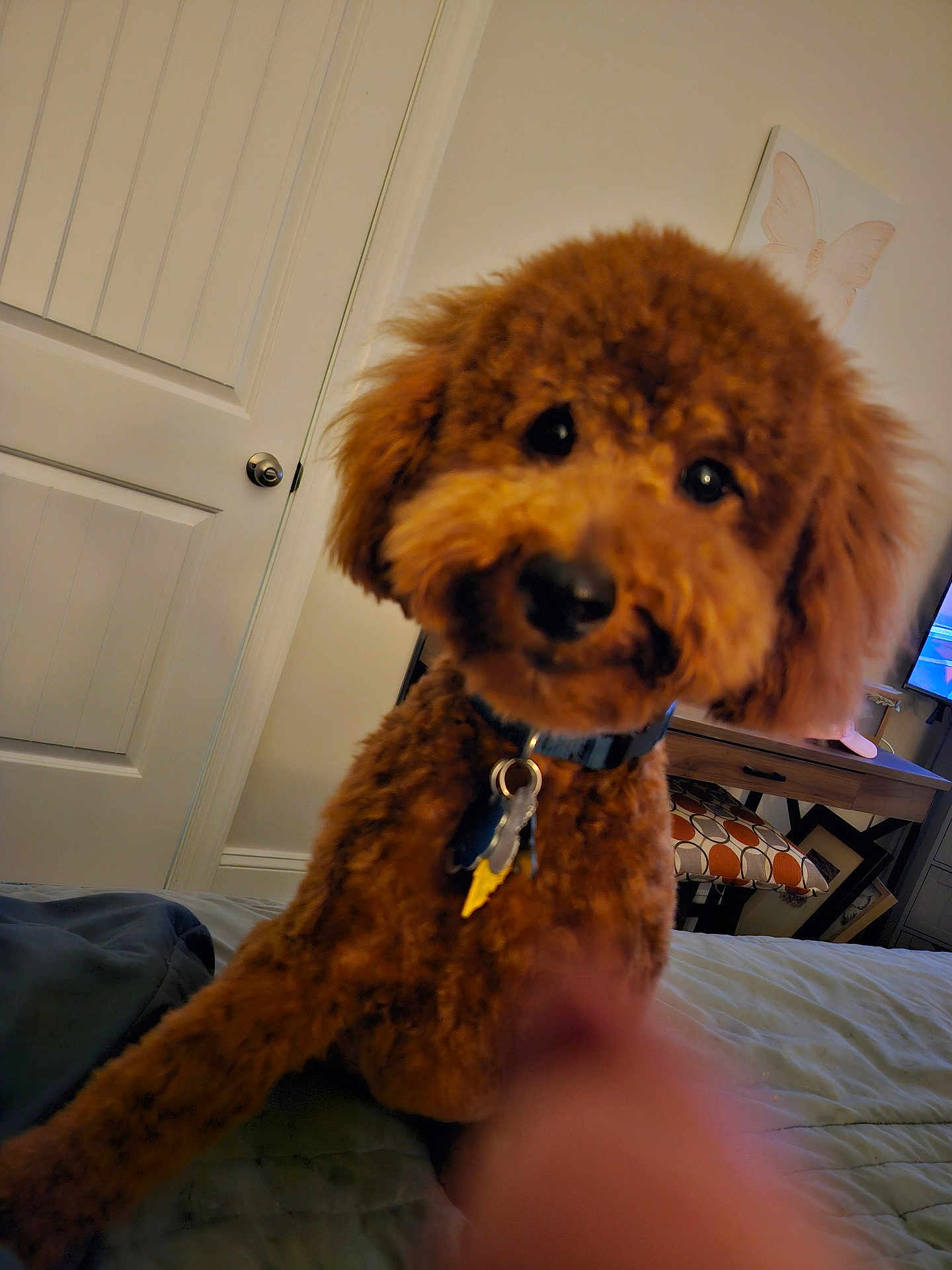 Rusty is registered to the contest to win money with this photo: dog, brown_dog, pet, indoor, bed, blanket, collar, keys, furniture, door, chair, cushion, television, room, wall_art, home, curious, blurry, finger, closeup