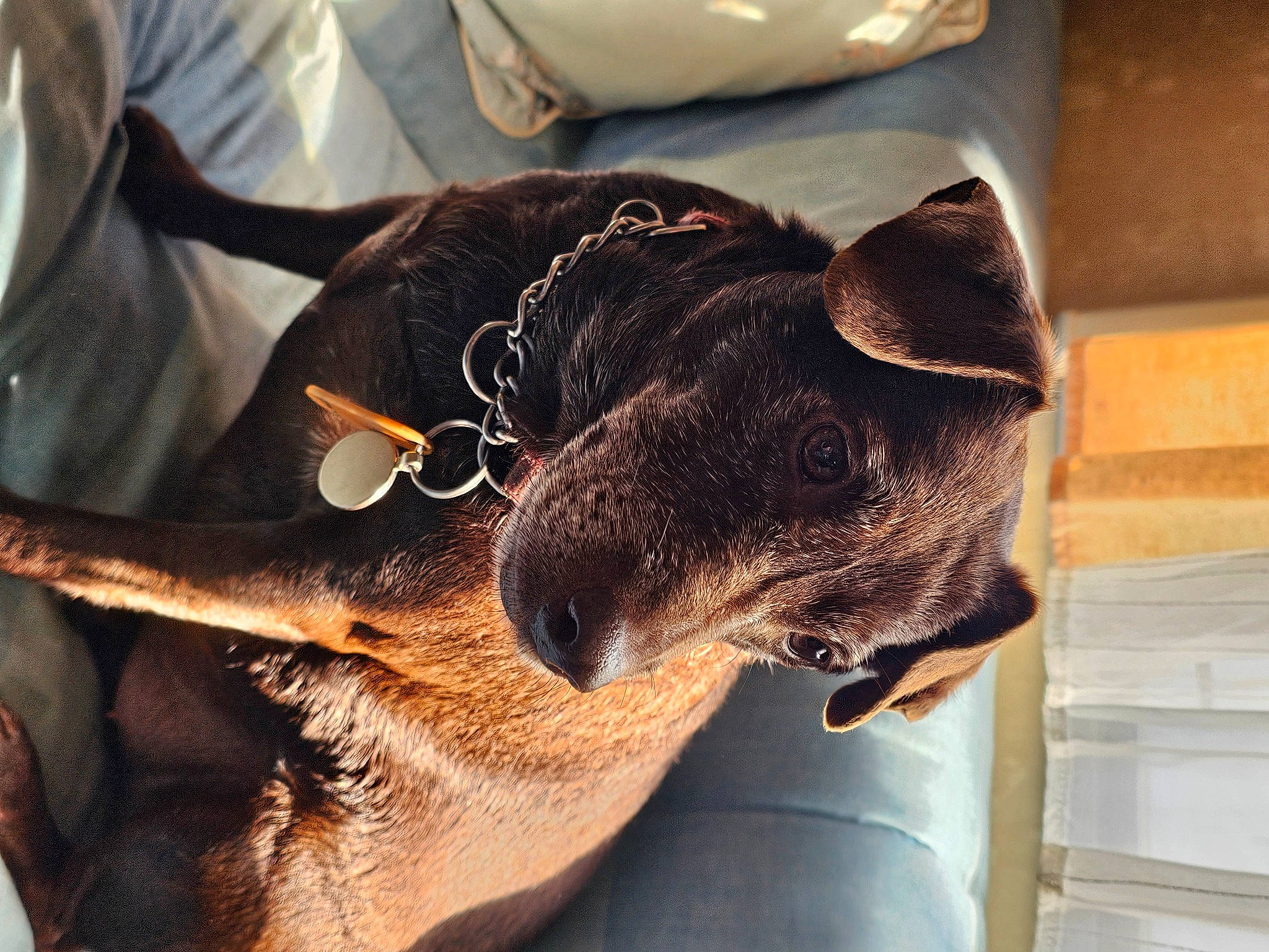 Poppy joined the competition — help win amazing prizes! canidae, carnivore, collar, comfort, companion_dog, dog, dog_breed, ear, fawn, fur, guard_dog, jaw, natural_material, pet_supply, snout, sporting_group, terrestrial_animal, whiskers, working_animal, working_dog