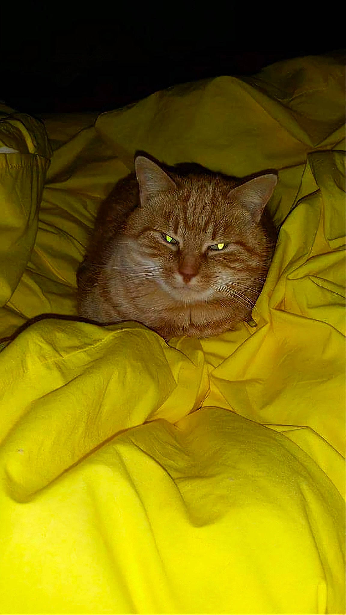 Coquillette participe au concours pour gagner de l'argent avec cette photo : carnivore, cat, comfort, domestic_short_haired_cat, fawn, felidae, fur, grey, small_to_medium_sized_cats, snout, tail, terrestrial_animal, whiskers