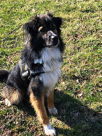 Noé participe au concours pour gagner de l'argent avec cette photo : ancient_dog_breeds, australian_shepherd, bohemian_shepherd, canidae, carnivore, companion_dog, dog, dog_breed, english_shepherd, finnish_lapphund, mammal, miniature_australian_shepherd, rare_breed_dog, sporting_group, vertebrate