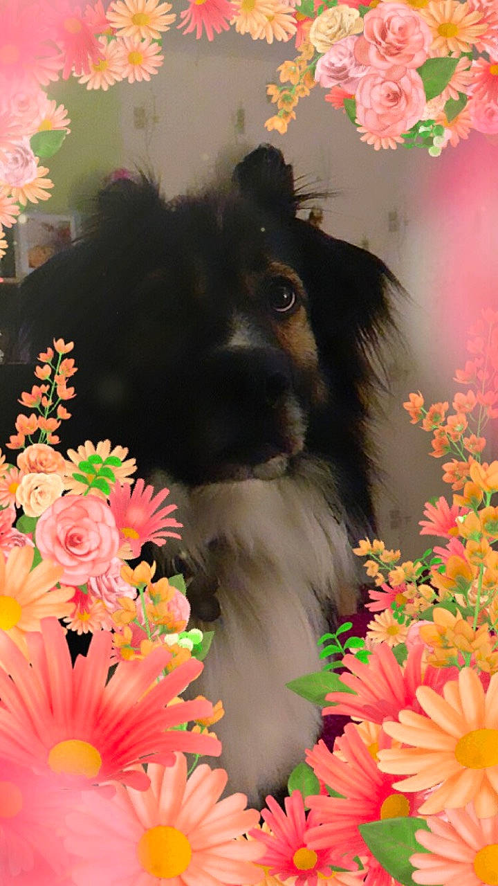 Noé a rejoint le concours — aidez-le/la à gagner de superbes lots ! canidae, carnivore, companion_dog, dog, dog_breed, flower, morkie, petal, plant, puppy, puppy_love, schnoodle, sporting_group