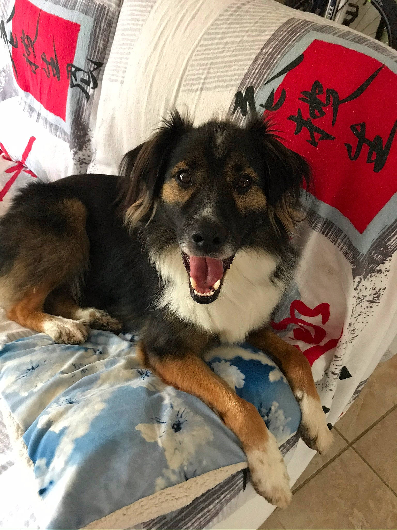 Noé a rejoint le concours — aidez-le/la à gagner de superbes lots ! border_collie, canidae, carnivore, companion_dog, dog, dog_breed, rare_breed_dog, snout, sporting_group, street_dog, working_dog