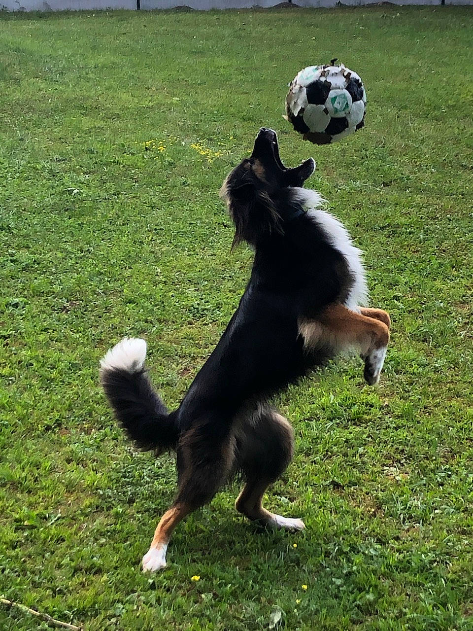 Noé a rejoint le concours — aidez-le/la à gagner de superbes lots ! ball, bernese_mountain_dog, border_collie, canidae, carnivore, companion_dog, disc_dog, dog, dog_breed, english_shepherd, grass, herding_dog, mammal, play, sporting_group, tail, vertebrate, working_dog