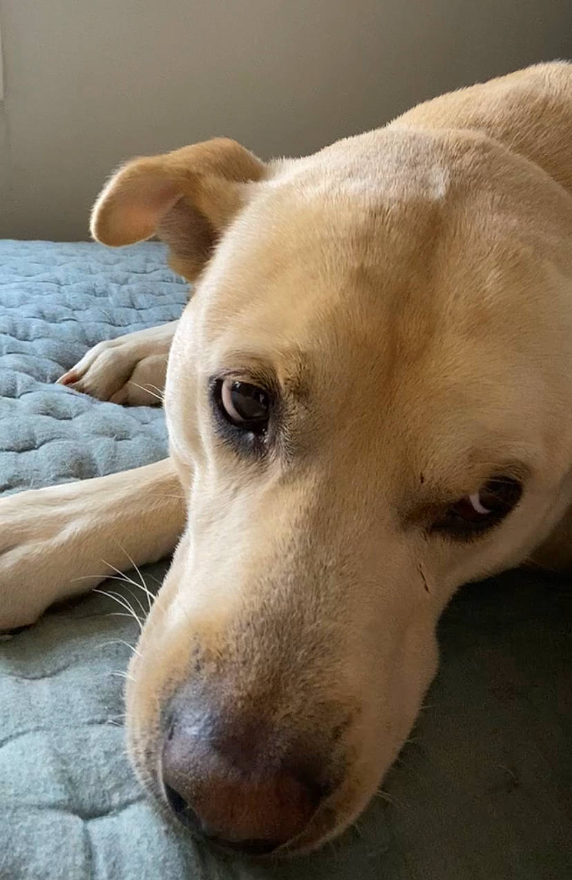 Smoke Brown joined the competition — help win amazing prizes! canidae, carnivore, comfort, companion_dog, dog, dog_breed, ear, eye, fawn, fur, head, jaw, paw, pet_supply, snout, sporting_group, terrestrial_animal, whiskers, wood, working_animal