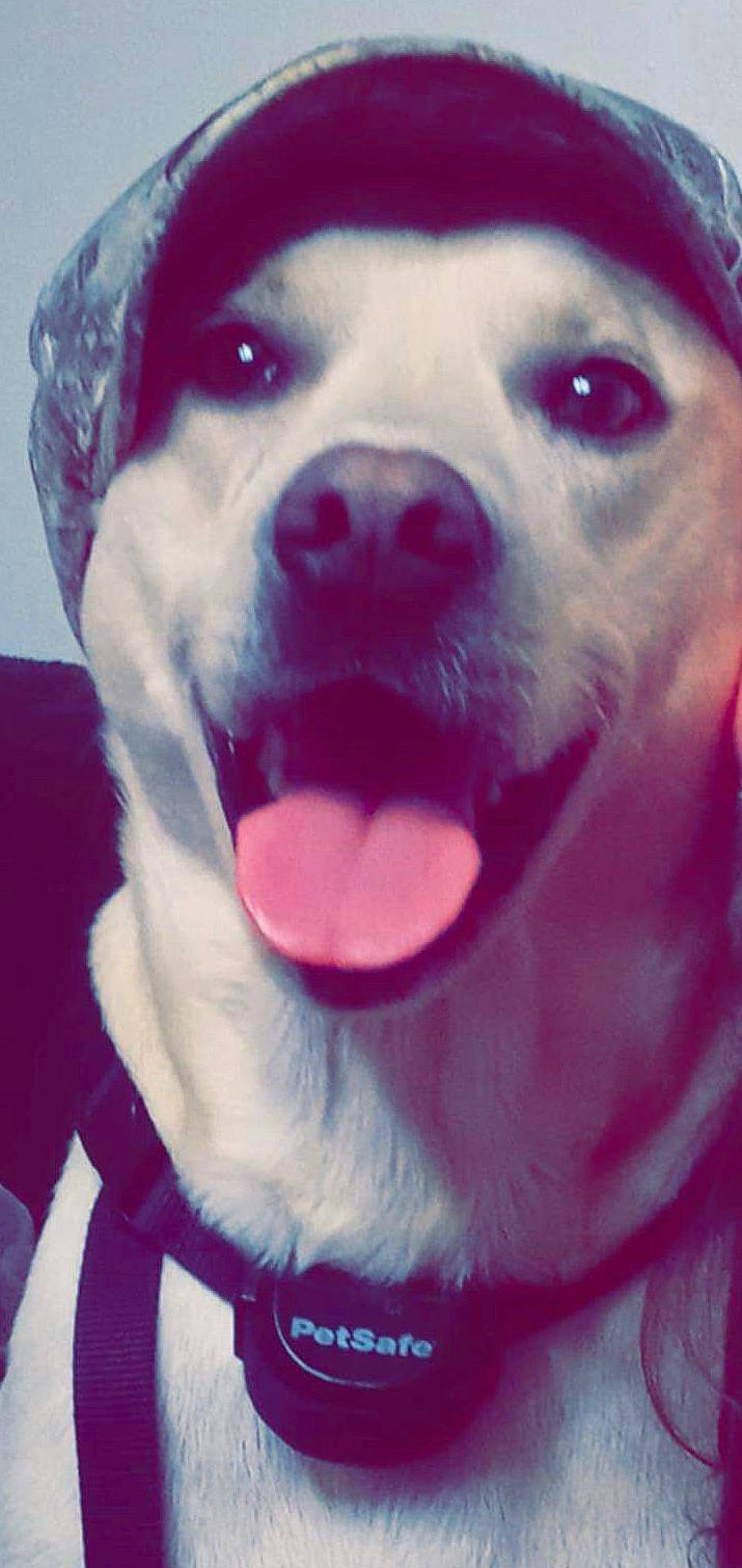 Smoke Brown is registered to the contest to win money with this photo: carnivore, companion_dog, dog, dog_breed, dog_collar, ear, eye, fawn, happy, head, jaw, light, magenta, pink, selfie, snout, sporting_group, whiskers, white, working_animal