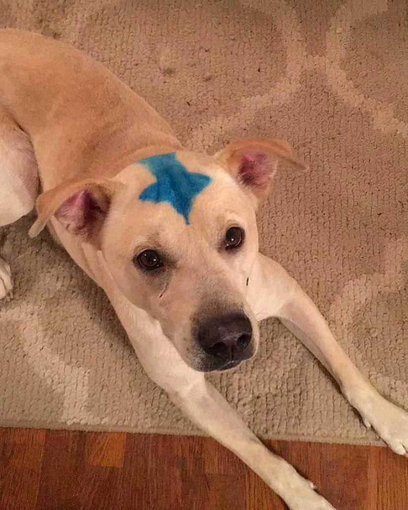 Smoke Brown is registered to the contest to win money with this photo: carnivore, collar, companion_dog, dog, dog_breed, dog_collar, dog_supply, eye, fawn, flooring, hardwood, metal, paw, pet_supply, sighthound, tail, terrestrial_animal, whiskers, wood, working_animal