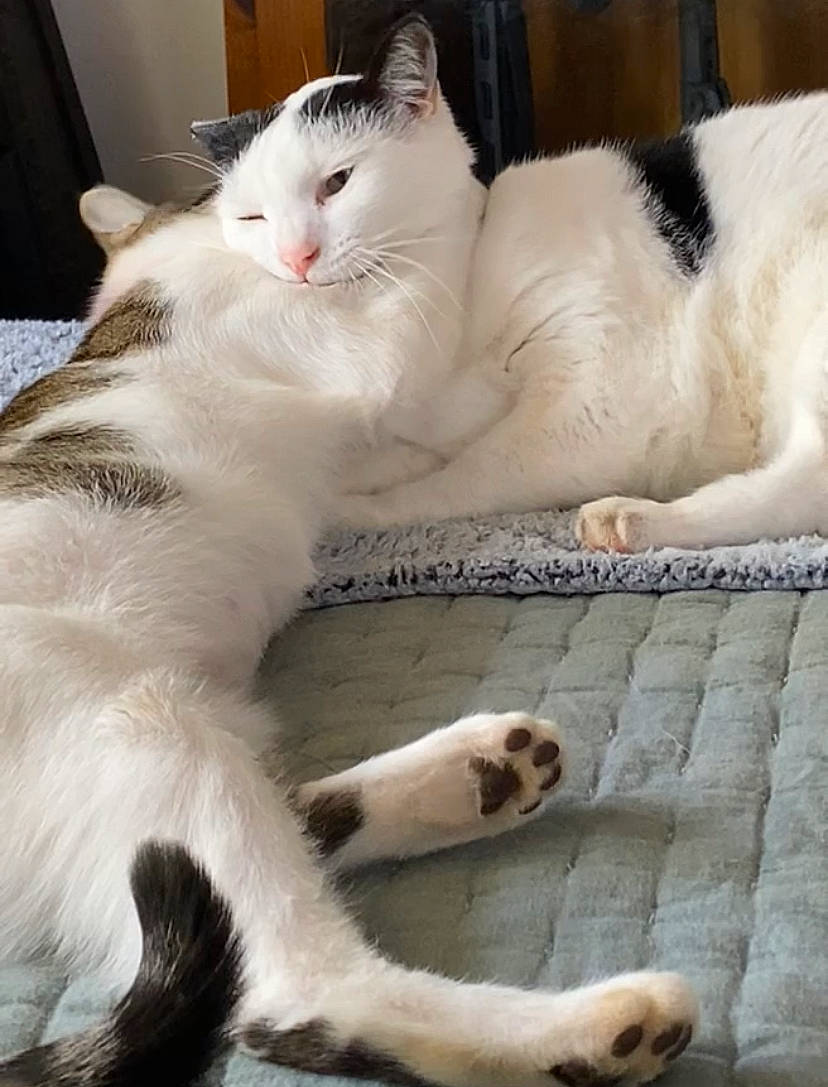 Ducky joined the competition — help win amazing prizes! carnivore, cat, claw, comfort, domestic_short_haired_cat, fawn, felidae, flooring, foot, fur, nap, paw, small_to_medium_sized_cats, snout, tail, terrestrial_animal, whiskers, white, window