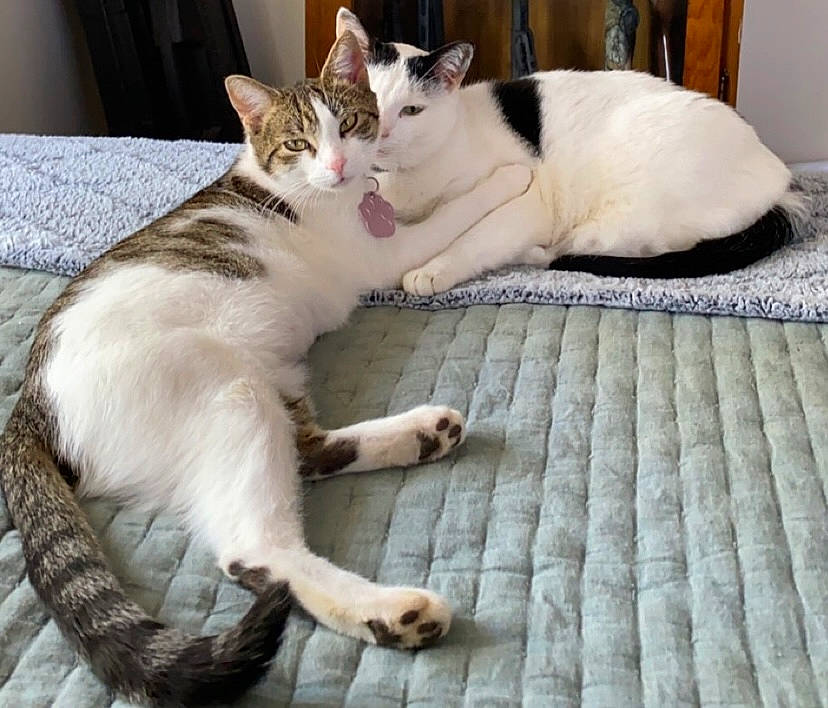 Ducky is registered to the contest to win money with this photo: carnivore, cat, cat_supply, claw, comfort, domestic_short_haired_cat, fawn, felidae, flooring, foot, fur, linens, mammal, paw, sitting, small_to_medium_sized_cats, snout, tail, vertebrate, whiskers