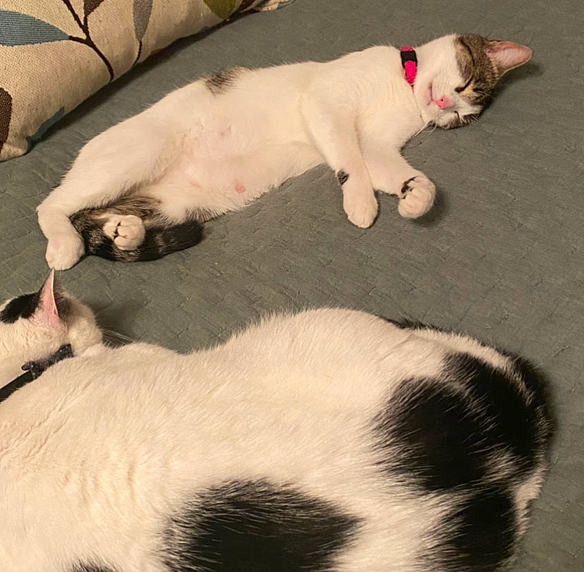 Ducky joined the competition — help win amazing prizes! carnivore, cat, comfort, companion_dog, dog, dog_breed, domestic_short_haired_cat, fawn, felidae, fur, mammal, paw, sky, small_to_medium_sized_cats, snout, tail, terrestrial_animal, vertebrate, whiskers, white