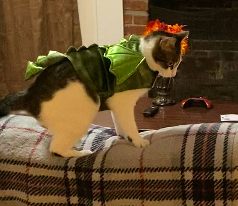 Ducky is registered to the contest to win money with this photo: bedding, comfort, companion_dog, felidae, flooring, fun, fur, human_leg, linens, pattern, plaid, room, sitting, small_to_medium_sized_cats, tail, tartan, textile, thigh, toy, woven_fabric