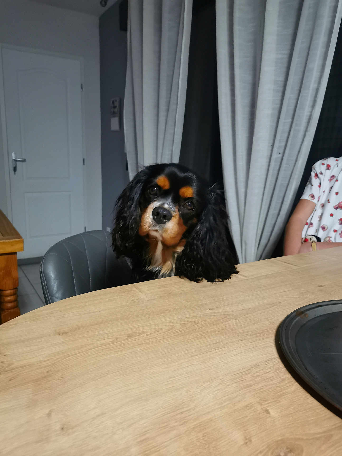 Vegas a rejoint le concours — aidez-le/la à gagner de superbes lots ! dog, table, curtains, chair, indoor, pet, wood, waiting, black, brown, white, face, ears, fur, person, sitting, home, room, casual, curtain