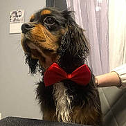 Vegas participe au concours pour gagner de l'argent avec cette photo : dog, bow_tie, pet, indoor, curtain, chair, human_arm, calendar, black_fur, brown_fur, white_fur, long_ears, table, looking_away, portrait, domestic_animal, furniture, close_up, cute, companion