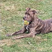 Sable is registered to the contest to win money with this photo: dog, brindle, grass, toy, ball, pet, animal, outdoor, playful, laying_down, alert, greenery, canine, muzzle, collar, fur, nature, summer, daytime, closeup