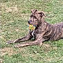 dog, brindle, grass, toy, ball, pet, animal, outdoor, playful, laying_down, alert, greenery, canine, muzzle, collar, fur, nature, summer, daytime, closeup