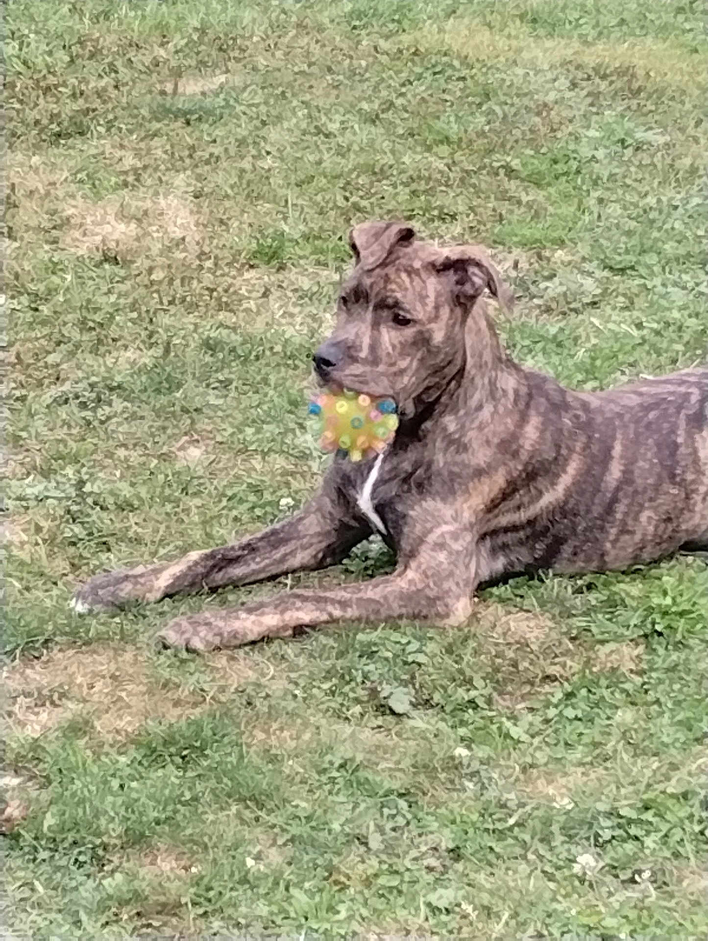 Sable is registered to the contest to win money with this photo: dog, brindle, grass, toy, ball, pet, animal, outdoor, playful, laying_down, alert, greenery, canine, muzzle, collar, fur, nature, summer, daytime, closeup