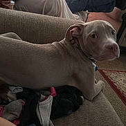 Duke is registered to the contest to win money with this photo: blanket, brown_fabric, carpet, collar, couch, cozy, dim_lighting, dog, eye_contact, furniture, indoor, leg, living_room, person, pet, pile_of_clothes, relaxed_pose, rug, socks, sofa