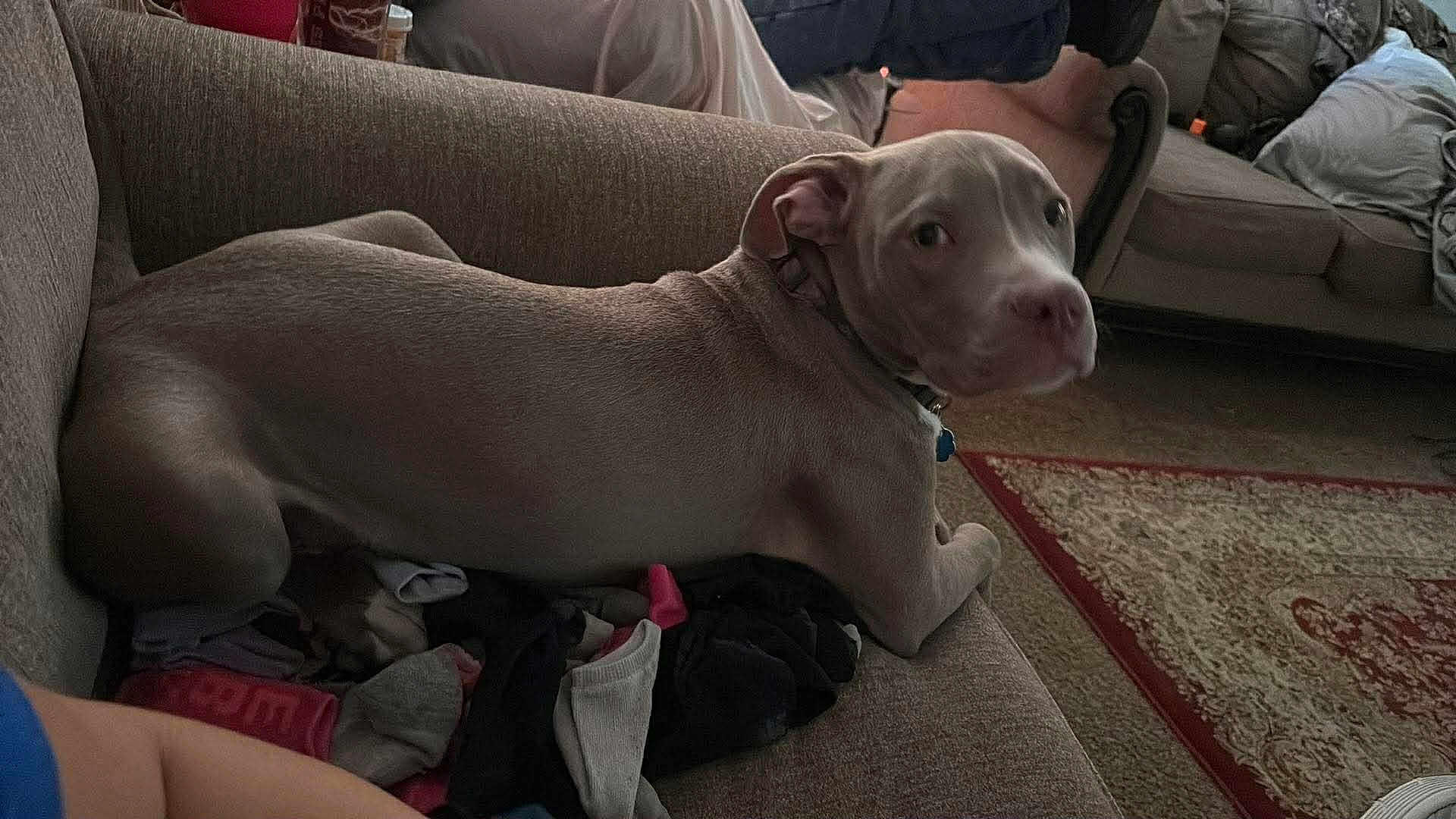 Duke is registered to the contest to win money with this photo: blanket, brown_fabric, carpet, collar, couch, cozy, dim_lighting, dog, eye_contact, furniture, indoor, leg, living_room, person, pet, pile_of_clothes, relaxed_pose, rug, socks, sofa