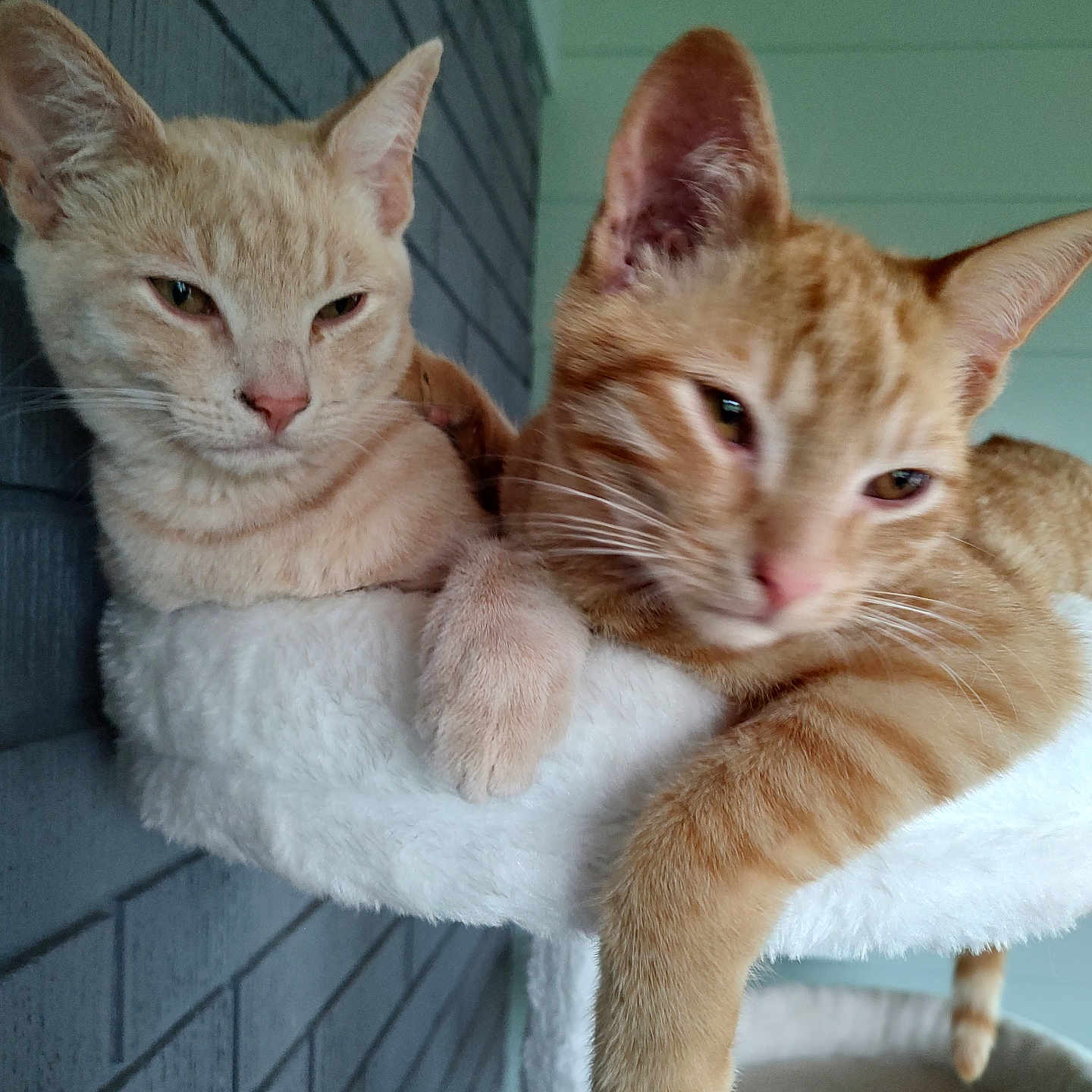 Bo And Luke
