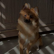 Naïko participe au concours pour gagner de l'argent avec cette photo : dog, pet, indoor, shadow, light, sunlight, striped_light, floor, wooden_cabinet, fur, curious, sitting, brown, fluffy, ears, animal, companion, domestic, quiet, calm