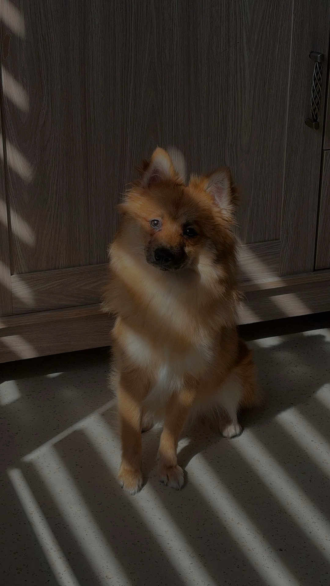 Naïko participe au concours pour gagner de l'argent avec cette photo : dog, pet, indoor, shadow, light, sunlight, striped_light, floor, wooden_cabinet, fur, curious, sitting, brown, fluffy, ears, animal, companion, domestic, quiet, calm