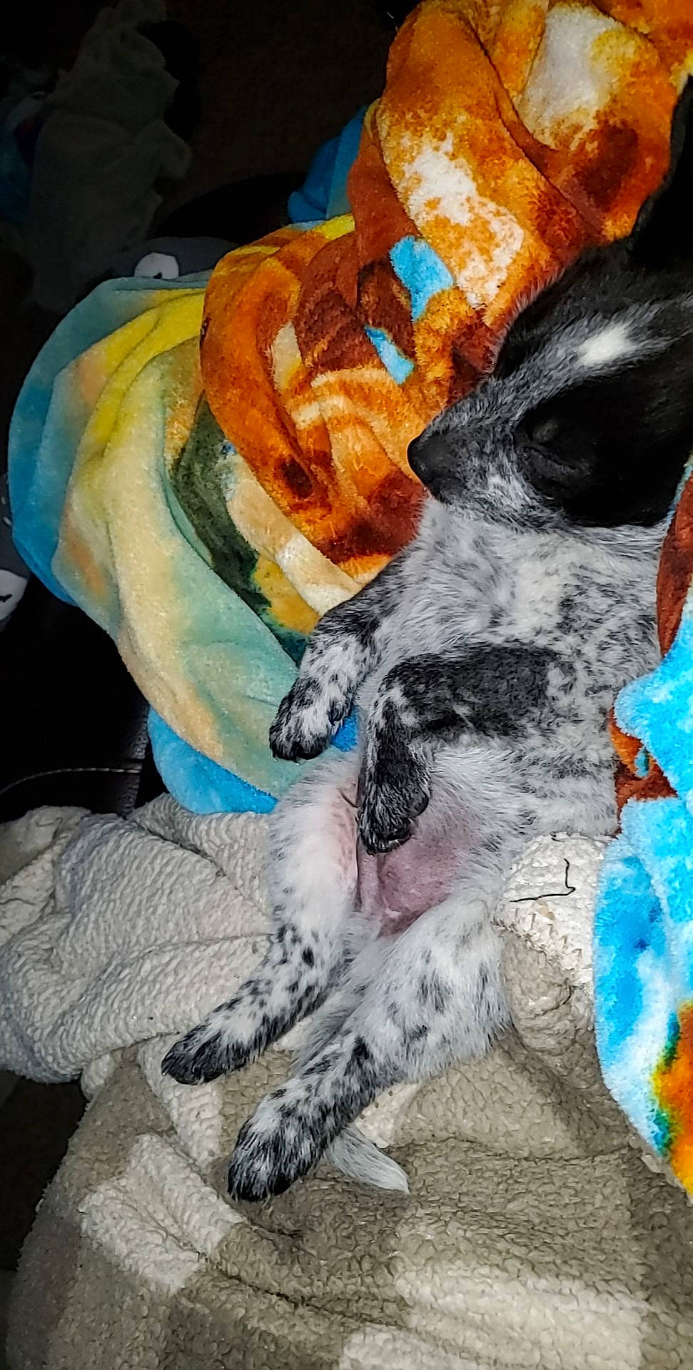 Goose joined the competition — help win amazing prizes! canidae, carnivore, cocker_spaniel, dog, dog_breed, english_cocker_spaniel, english_setter, pointer, setter, sporting_group