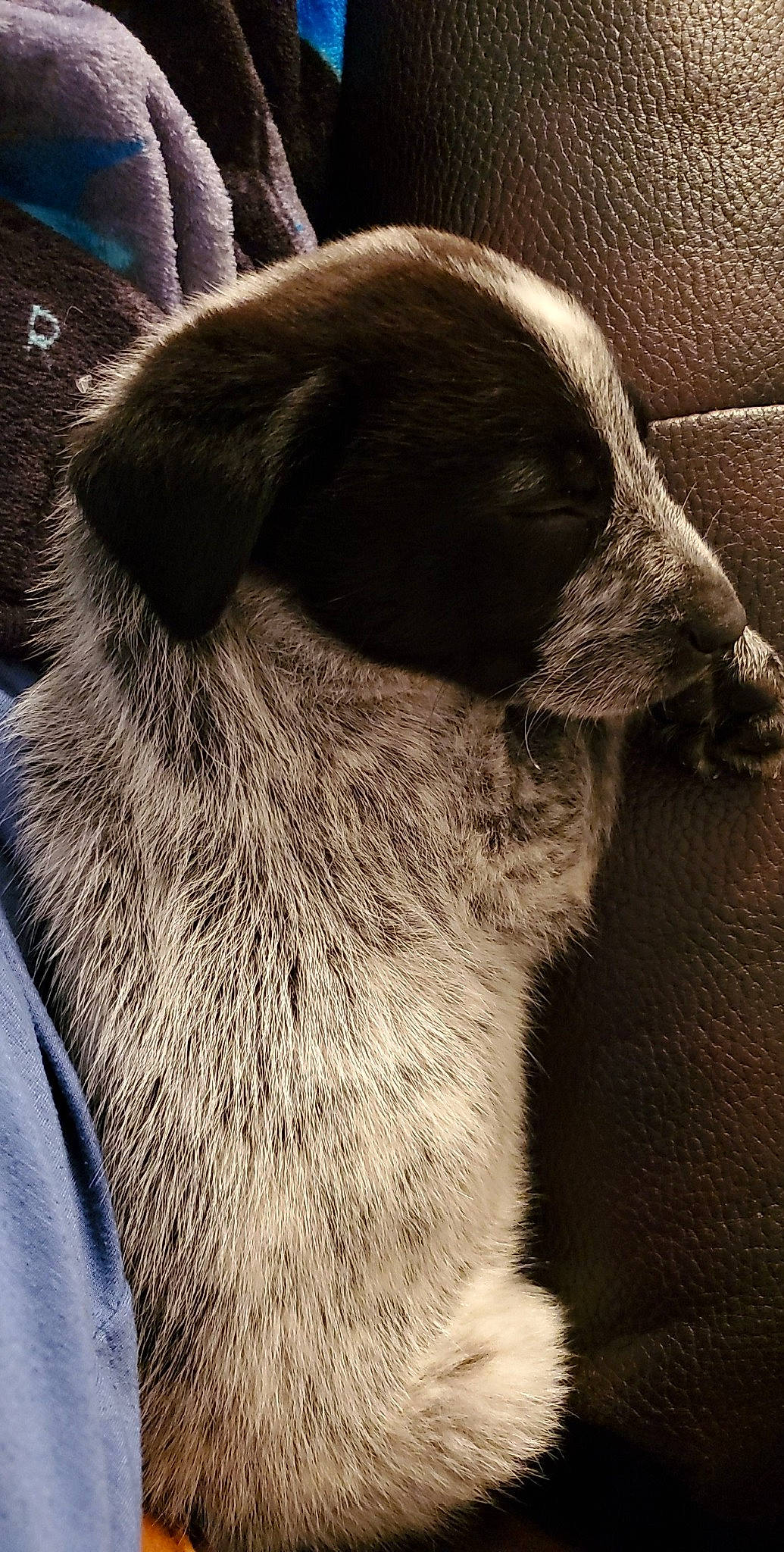 Goose joined the competition — help win amazing prizes! canidae, carnivore, dog, dog_breed, fur, nose, puppy, snout, sporting_group, whiskers