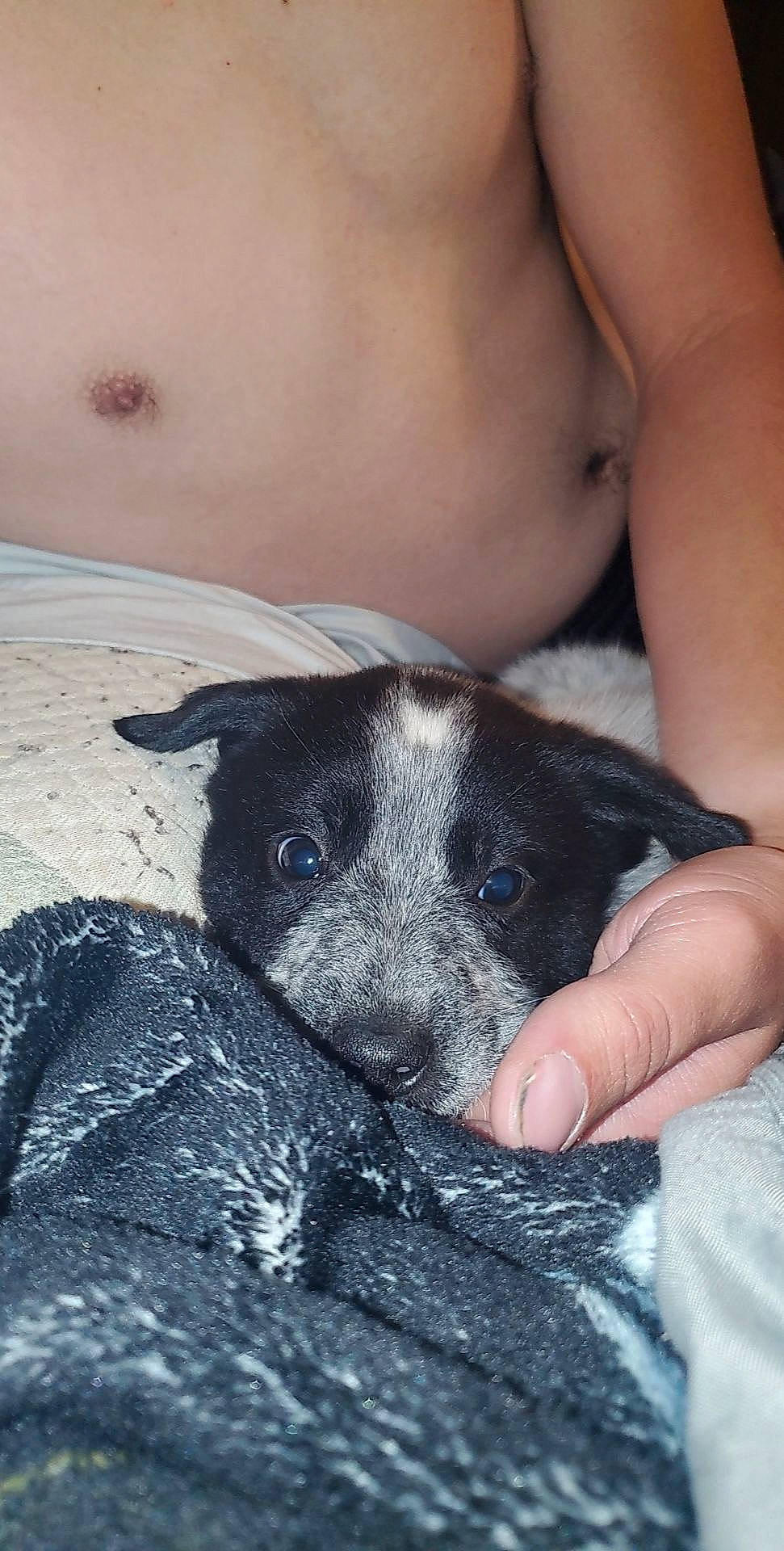 Goose is registered to the contest to win money with this photo: canidae, carnivore, dog, dog_breed, nose, puppy, snout