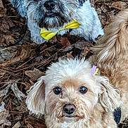 Sadie And Scooby is registered to the contest to win money with this photo: animal, autumn, bow_tie, brown, closeup, curious, cute, dog, eyes, face, fluffy, fur, leaves, nature, outdoor, pet, portrait, purple, small_dog, yellow
