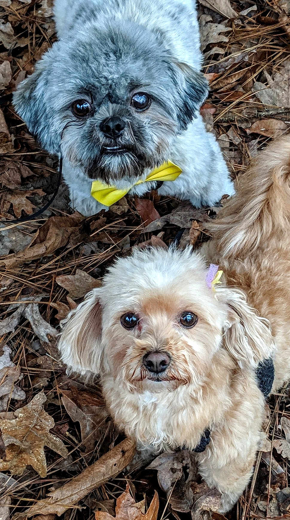 Sadie And Scooby is registered to the contest to win money with this photo: animal, autumn, bow_tie, brown, closeup, curious, cute, dog, eyes, face, fluffy, fur, leaves, nature, outdoor, pet, portrait, purple, small_dog, yellow