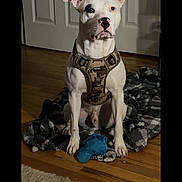 Patch is registered to the contest to win money with this photo: dog, white_dog, pet, sitting, portrait, indoor, hallway, wood_floor, blanket, camouflage_harness, blue_toy, floppy_ears, black_nose, collar, door, clothing, home, furniture, camera_interface, centered_composition