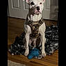 dog, white_dog, pet, sitting, portrait, indoor, hallway, wood_floor, blanket, camouflage_harness, blue_toy, floppy_ears, black_nose, collar, door, clothing, home, furniture, camera_interface, centered_composition