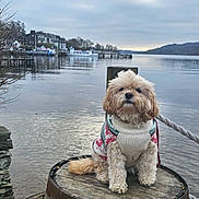 Lyla is registered to the contest to win money with this photo: dog, sweater, lake, barrel, water, outdoor, nature, tree, stone_wall, rope, cloudy_sky, hill, calm, pet, cute, fluffy, winter_clothing, landscape, animal, serene