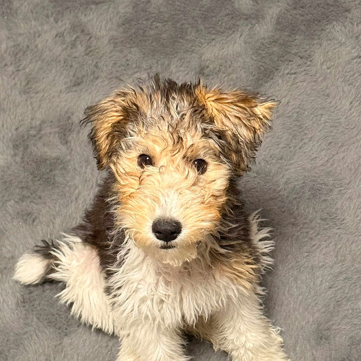 Bonnie