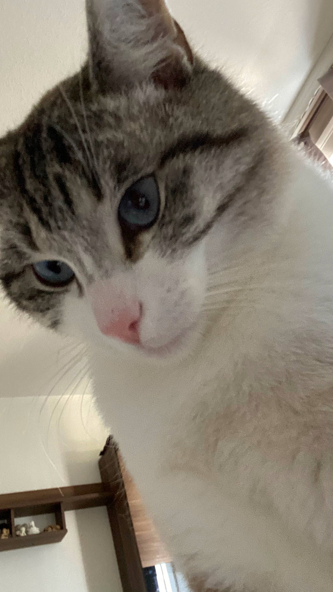 Loustic a rejoint le concours — aidez-le/la à gagner de superbes lots ! carnivore, cat, domestic_short_haired_cat, felidae, fur, paw, pet_supply, rectangle, small_to_medium_sized_cats, snout, wall_plate, whiskers