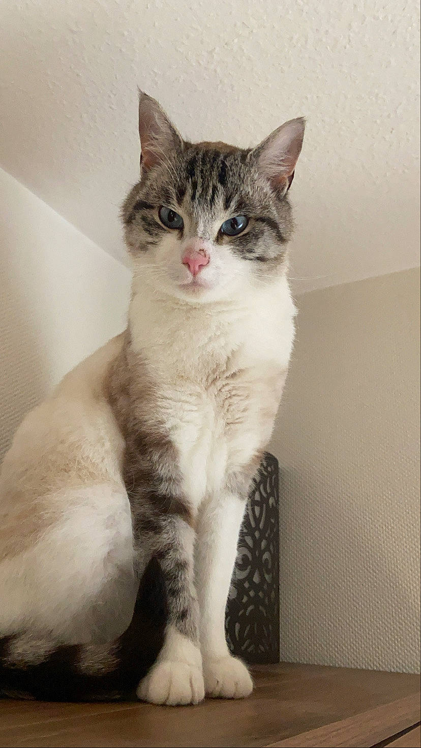 Loustic participe au concours pour gagner de l'argent avec cette photo : carnivore, cat, domestic_short_haired_cat, door, eye, felidae, fixture, fur, iris, paw, small_to_medium_sized_cats, snout, tail, terrestrial_animal, whiskers, window