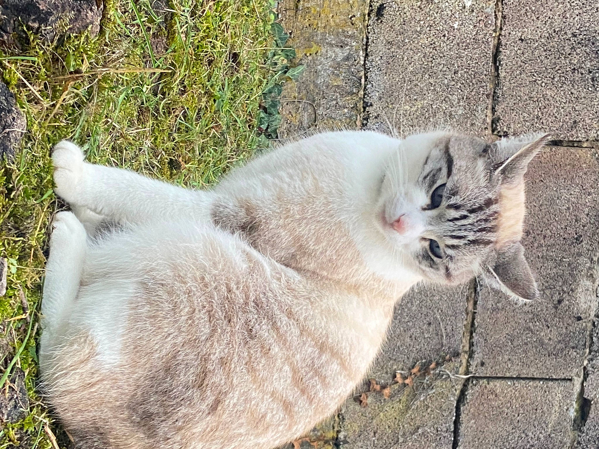 Loustic a rejoint le concours — aidez-le/la à gagner de superbes lots ! carnivore, cat, claw, collar, domestic_short_haired_cat, fawn, felidae, fur, grass, paw, plant, road_surface, small_to_medium_sized_cats, tail, terrestrial_animal, thai, tree, whiskers, wildlife, window